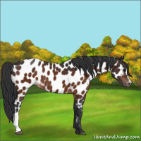 Horse Color:Bay Appaloosa 
