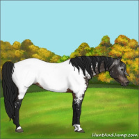 Horse Color:Gray Brown Appaloosa 