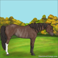Horse Color:Bay Rabicano 