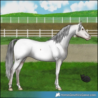 Horse Color:Liver Red Dun Snowcap 