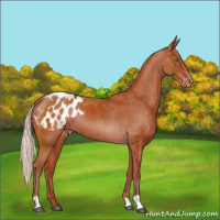 Horse Color:Silver Bay Appaloosa Rabicano 