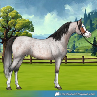 Horse Color:Bay Roan Splash 