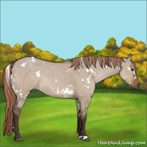 Horse Color:White Spotted Liver Red Dun 