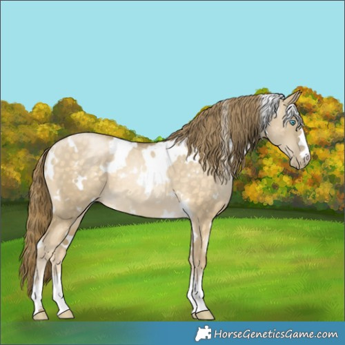 Horse Color:White Spotted Buckskin Pearl Dun 
