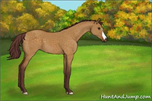 Horse Color:Chocolate Buckskin Dun 