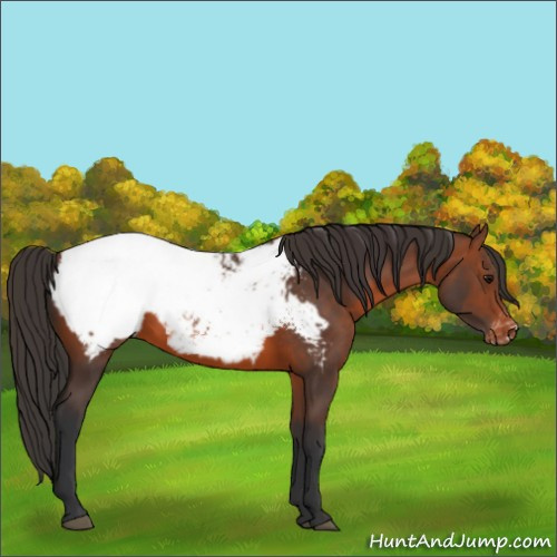 Horse Color:Brown Appaloosa 
