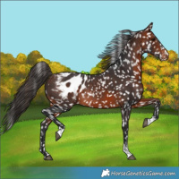 Horse Color:Bay Appaloosa Rabicano 