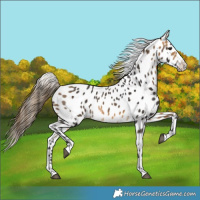 Horse Color:Buckskin Near Leopard Rabicano 