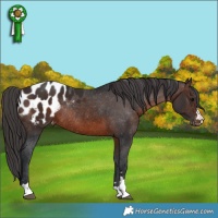 Horse Color:Brown Blanket Rabicano 