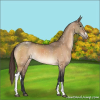 Horse Color:Bay Dun Snowflake Varnish Rabicano 