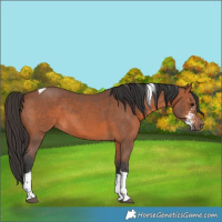 Horse Color:Bay Sabino Tobiano 