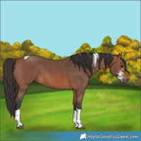 Horse Color:Bay Sabino Tobiano 