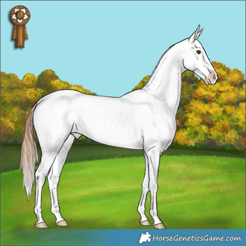 Horse Color:Bay Dun Appaloosa Rabicano 