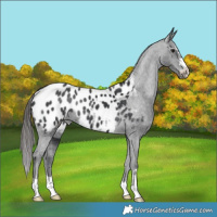 Horse Color:Black Appaloosa 