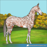 Horse Color:Bay Appaloosa 