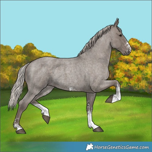 Horse Color:Silver Blue Roan Sabino 