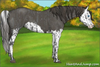 Horse Color:Blue Roan Sabino Splash  and Smoky Blue Roan Sabino Splash 