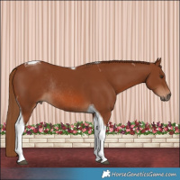 Horse Color:Chestnut Tobiano Rabicano