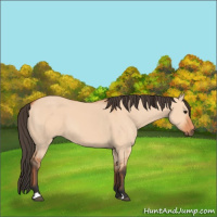 Horse Color:Bay Dun 