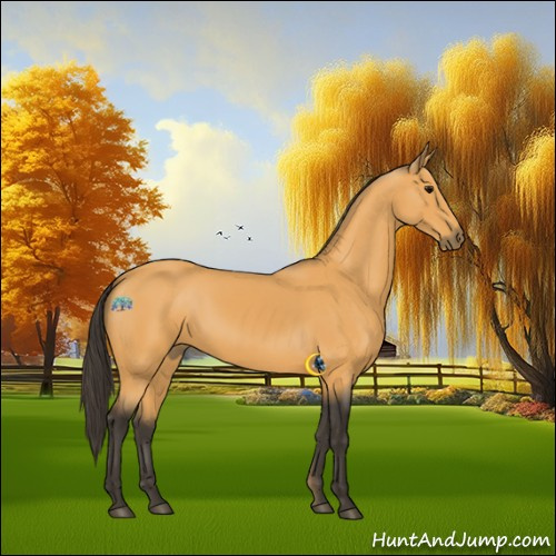 Horse Color:Buckskin