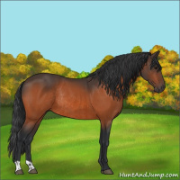 Horse Color:Bay Rabicano  and Bay Rabicano 