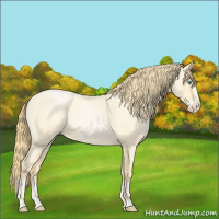 Horse Color:Buckskin Roan Pearl  and Buckskin Roan Pearl Splash 