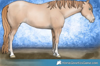 Horse Color:Gold Champagne Pearl Rabicano  and Gold Champagne Pearl Rabicano 