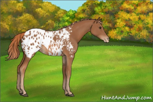 Horse Color:Chestnut Appaloosa 
