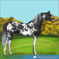 Horse Color:Black Tobiano Frame 