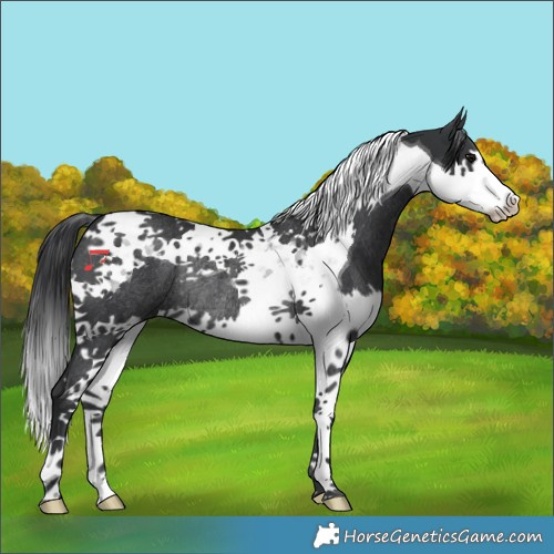 Horse Color:Black Splash Tobiano Rabicano 