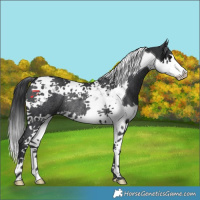 Horse Color:Black Splash Tobiano Rabicano 
