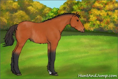 Horse Color:Bay Rabicano 