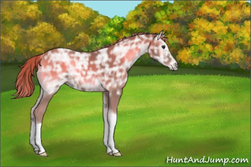 Horse Color:Red Onyx Ice 