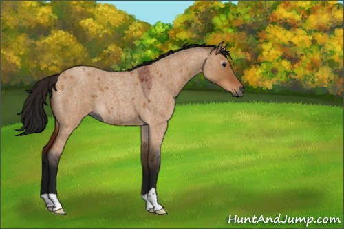 Horse Color:Gray Bay Roan Dun 