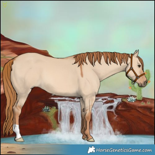 Horse Color:Red Dun 
