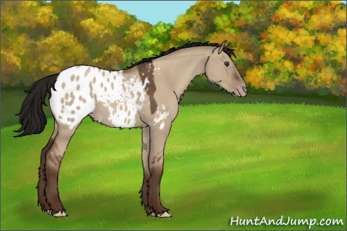 Horse Color:Gray Classic Champagne Roan Dun Appaloosa 