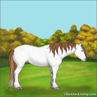 Horse Color:Chestnut Splash Appaloosa 