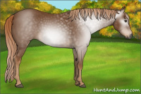 Horse Color:Gray Chestnut Rabicano 