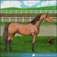 Horse Color:Bay Varnish 