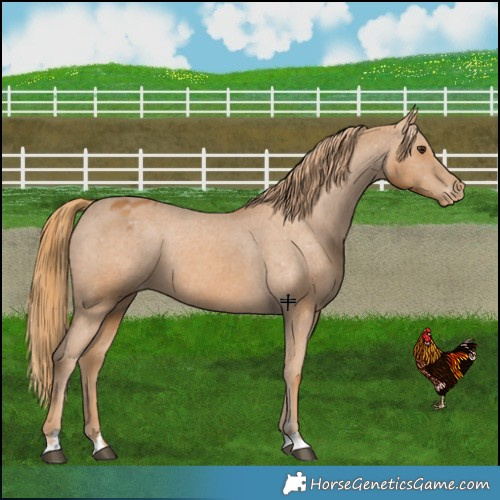 Horse Color:Chestnut Appaloosa 