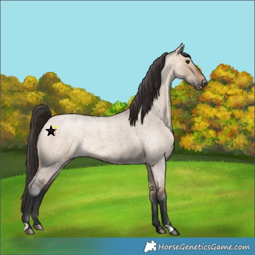 Horse Color:Bay Roan Dun 