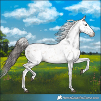 Horse Color:Bay Sabino