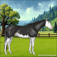 Horse Color:Liver Chestnut Splash 