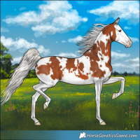 Horse Color:White Spotted Silver Bay Splash 