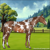 Horse Color:White Spotted Chestnut 