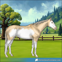 Horse Color:Palomino Dun Splash Frame 