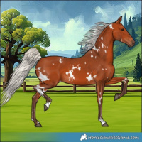 Horse Color:White Spotted Silver Bay 