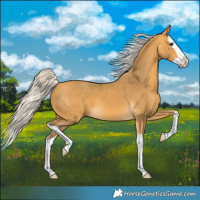 Horse Color:Silver Buckskin Splash