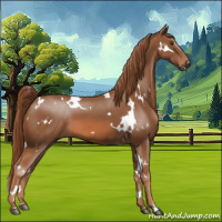 Horse Color:White Spotted Chestnut 