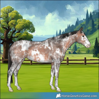 Horse Color:White Spotted Brown Ice Sabino
